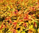 Spiraea japonica Goldflame-1.webp