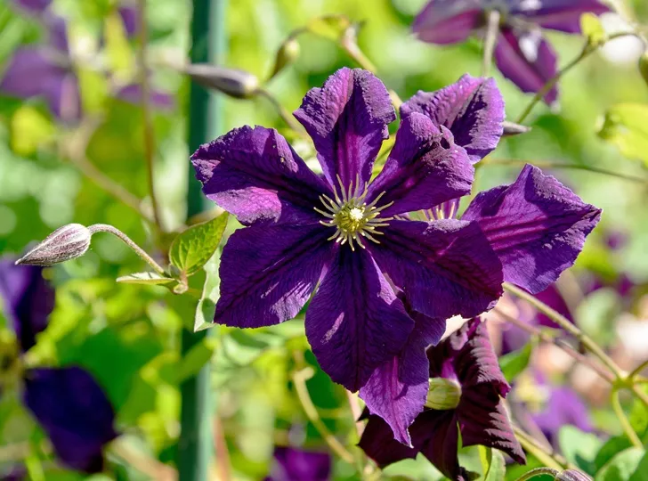 clematis star of india-AdobeStock_1161168962.webp