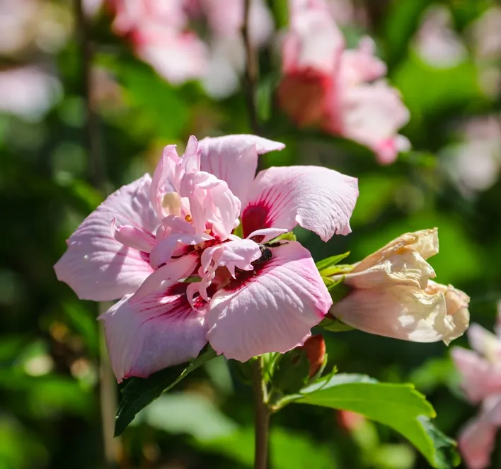 Hibiscus syriacus Pink Chiffon -AdobeStock_2084395079.webp