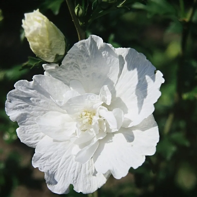 Hibiscus syriacus White Chiffon-2.webp