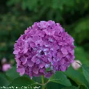 Hydrangea-BLACKCURRANT MUFFIN-2.webp