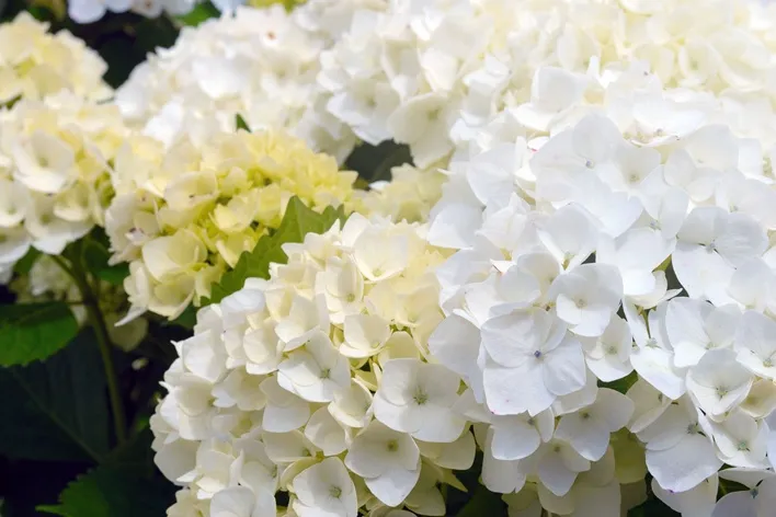 Hydrangea macrophylla Soeur Therese-AdobeStock_277419994.webp
