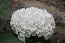 Hydrangea macrophylla Soeur Therese-AdobeStock_886723109.webp