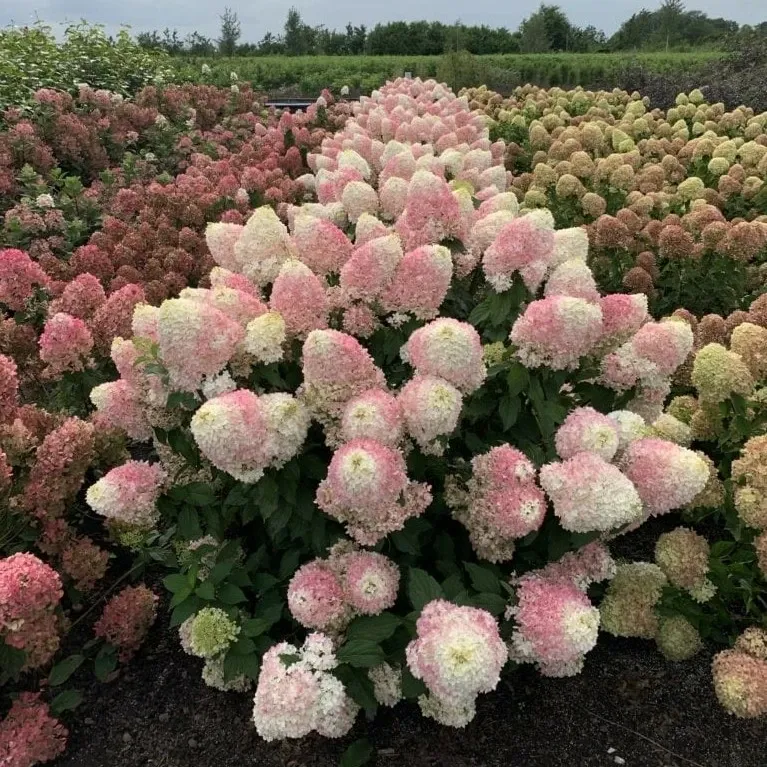 Hydrangea paniculata Pinkachu -1.webp