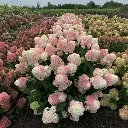 Hydrangea paniculata Pinkachu -1.webp