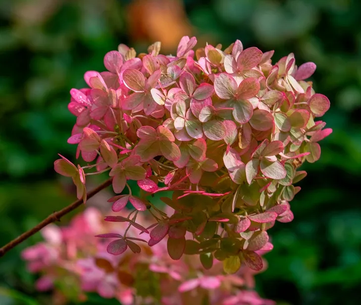 Hydrangea paniculata Pinkachu -AdobeStock_294492683.webp