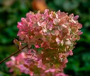 Hydrangea paniculata Pinkachu -AdobeStock_294492683.webp