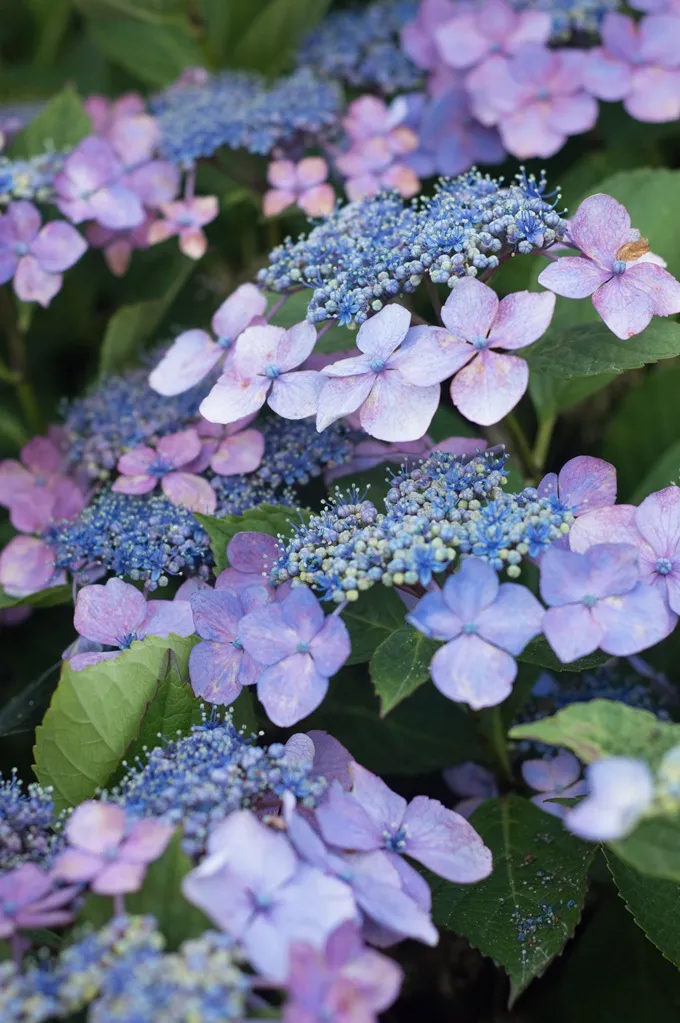 Hydrangea serrata Magic Seduction-AdobeStock_282292515.webp