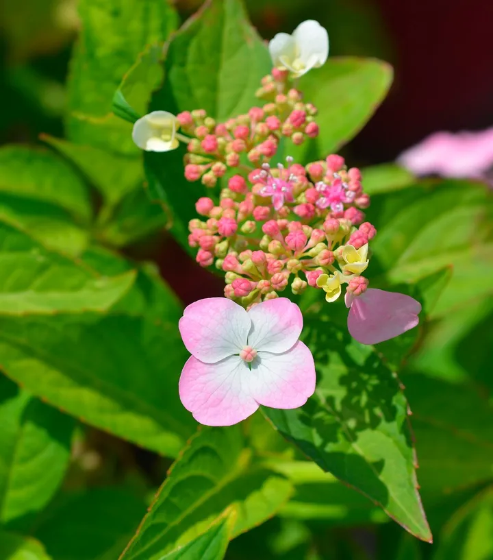 Hydrangea serrata Preziosa-AdobeStock_1247024751.webp