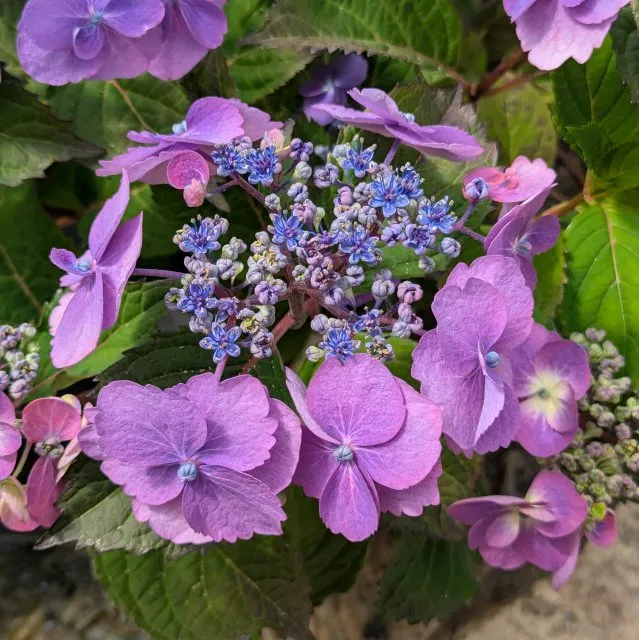 Hydrangea serrata Blueberry Cheesecake-1.webp