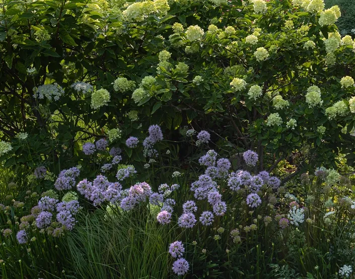 Allium millenium-AdobeStock_2096532873.webp