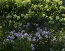 Allium millenium-AdobeStock_2096532873.webp