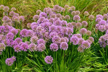 Allium millenium-1.webp
