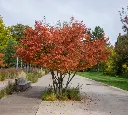 Amelanchier lamarckii-AdobeStock_650874671.webp