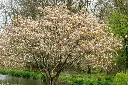 Amelanchier lamarckii-AdobeStock_796238186.webp