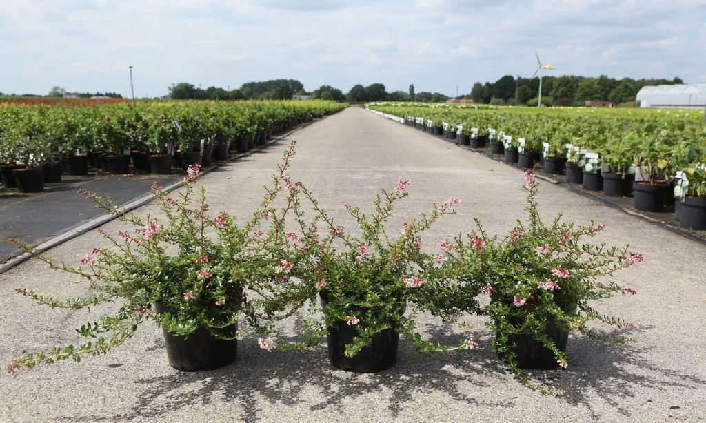 Escallonia Pinky Carpet-2.webp