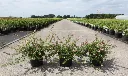 Escallonia Pinky Carpet-2.webp