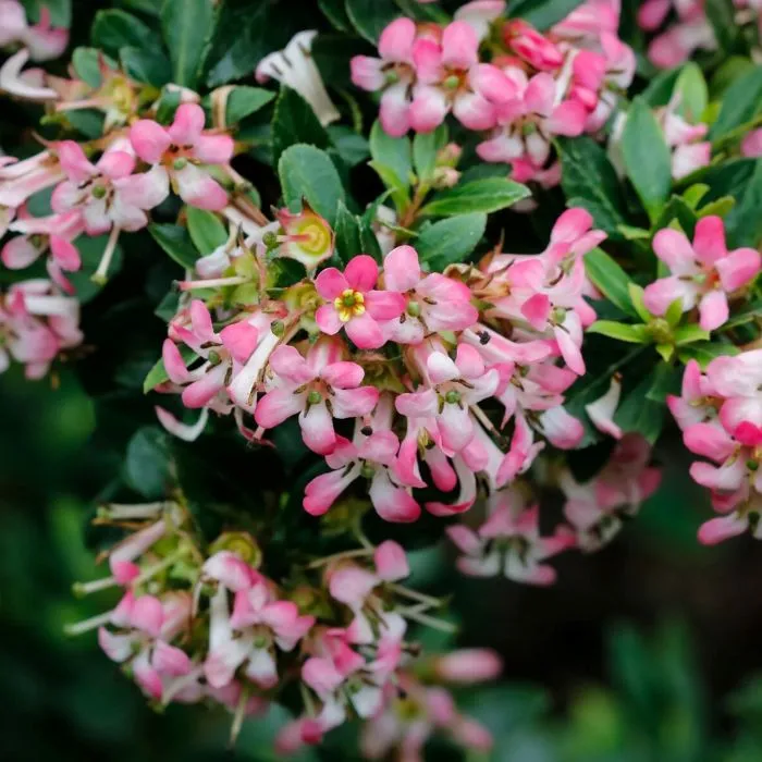 Escallonia Showtopper -1.webp