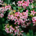 Escallonia Showtopper -1.webp