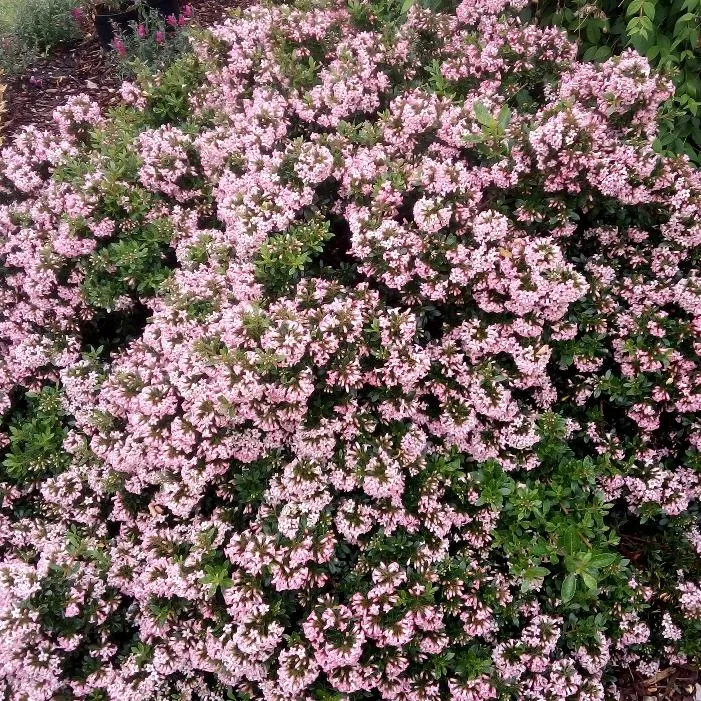 Escallonia Showtopper -2.webp