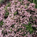 Escallonia Showtopper -2.webp