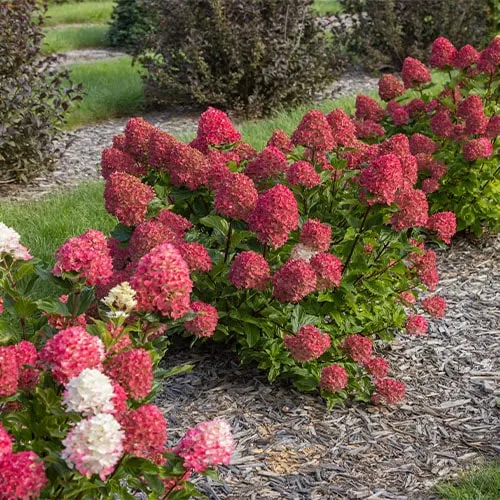 Hydrangea paniculata SPRING SIZZLE®.webp