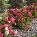 Hydrangea paniculata SPRING SIZZLE®.webp