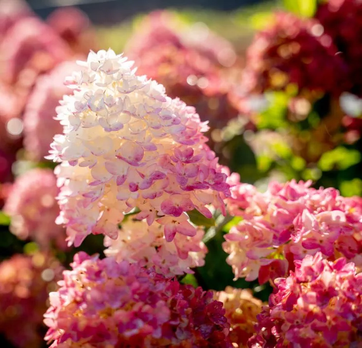 Hydrangea paniculata SPRING SIZZLE®-2.webp