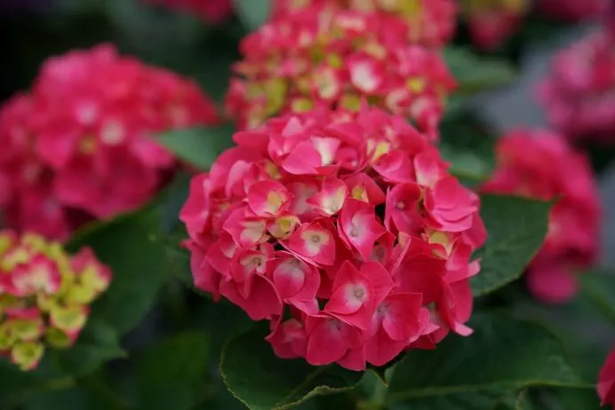 Hydrangea macrophylla Flair & Flavours® Raspberry Lemonade -.webp