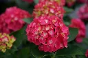Hydrangea macrophylla Flair & Flavours® Raspberry Lemonade -.webp