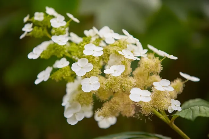 Hydrangea paniculata White Lady-AdobeStock_449361134.webp