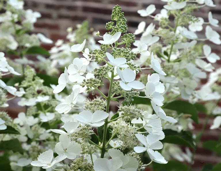 Hydrangea paniculata White Lady 1.webp