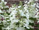 Hydrangea paniculata White Lady 1.webp