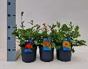 Geum chiloense-1.webp