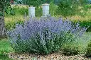 perobluespire.webp