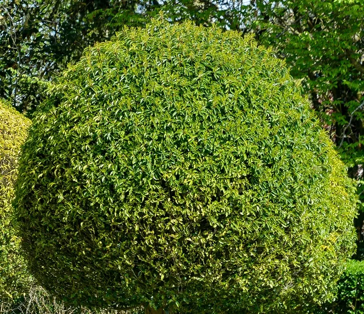 Prunus lusitanica Angustifolia Boule-AdobeStock_201729723.webp