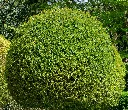 Prunus lusitanica Angustifolia Boule-AdobeStock_201729723.webp