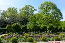 Prunus lusitanica Angustifolia Boule-AdobeStock_201245959.webp