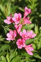Weigela florida Picobella Rosa.webp