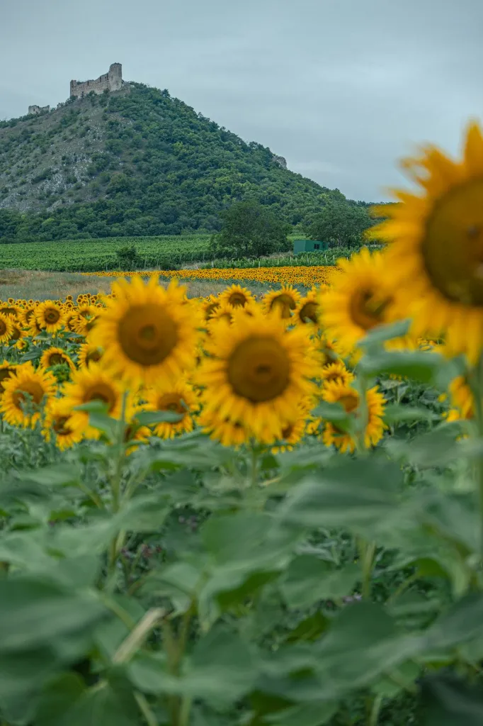 unsplash_i1ZVfid3WaQ_graines de tournesol.jpg.webp