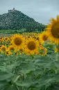 unsplash_i1ZVfid3WaQ_graines de tournesol.jpg.webp