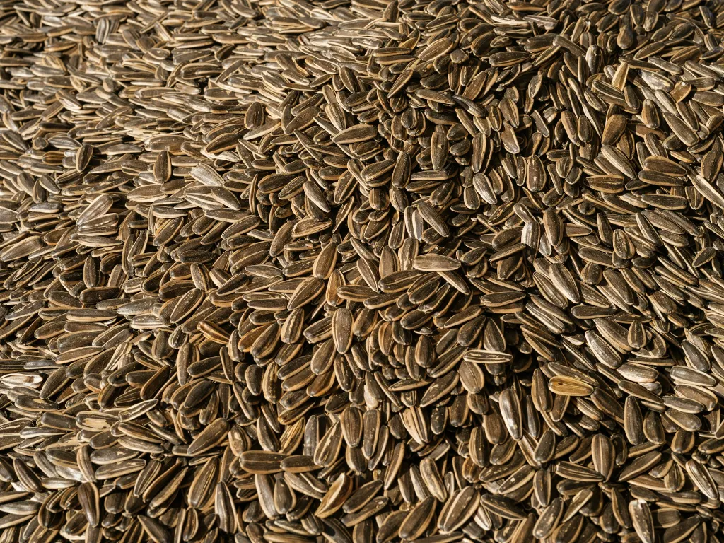 unsplash_cpomWTWhOVU_graines de tournesol.webp