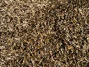 unsplash_cpomWTWhOVU_graines de tournesol.webp