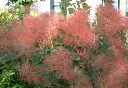 COTIRSP01_G998_99.webp