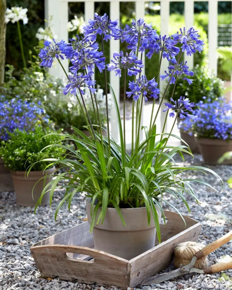 Agapanthus Ever Sapphire -2.webp