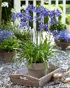 Agapanthus Ever Sapphire -2.webp