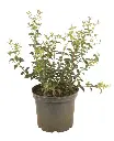 OSMABURC205_H_F000_99.webp