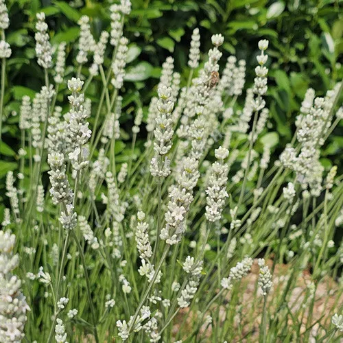 Lavandula int. EXCEPTIONNAL-1.webp