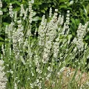Lavandula int. EXCEPTIONNAL-1.webp