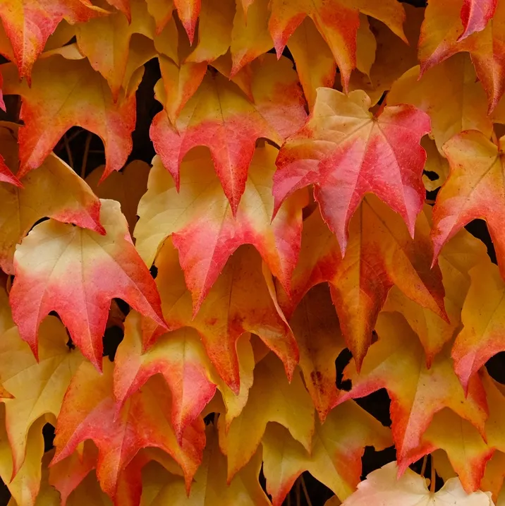 Parthenocissus tricuspidata Purpurea-AdobeStock_678163985.webp